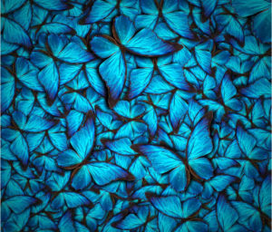 butterflies decorative